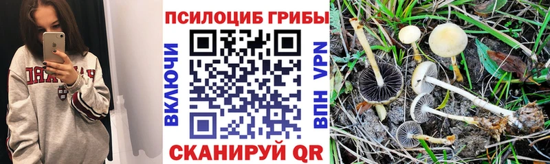 Псилоцибиновые грибы мицелий  Зея 